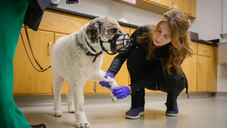 Veterinary Medicine Advances Through Leadership, Philanthropy, and Community Engagement