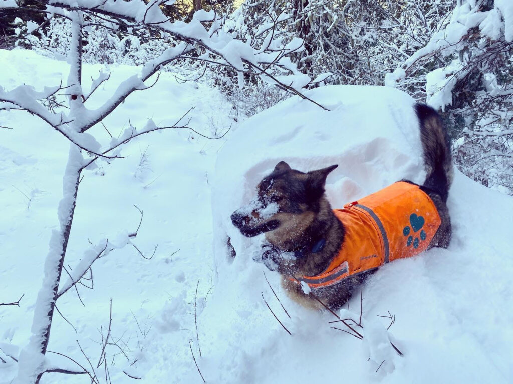 Findster Duo+ GPS Pet Tracker