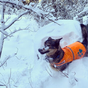 Findster Duo+ GPS Pet Tracker